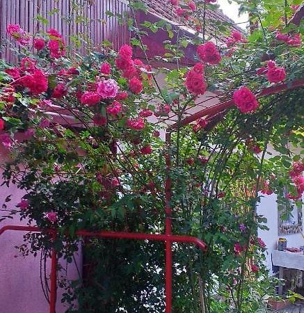 Vila Casa Boierului Imbri Cîrţişoara Exteriér fotografie
